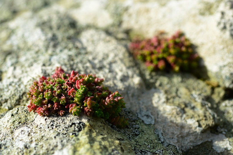 Pflanzen auf den Steinen